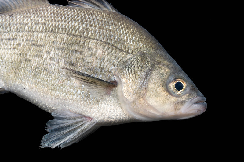 White Bass - Close-Up