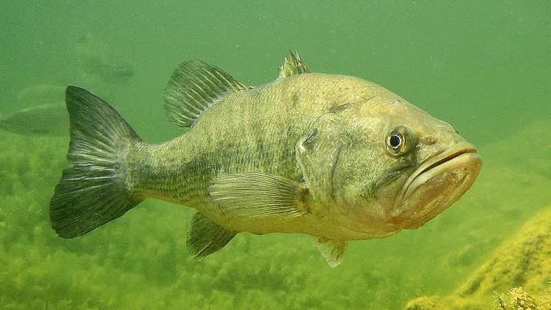 Largemouth bass fish swimming under the water