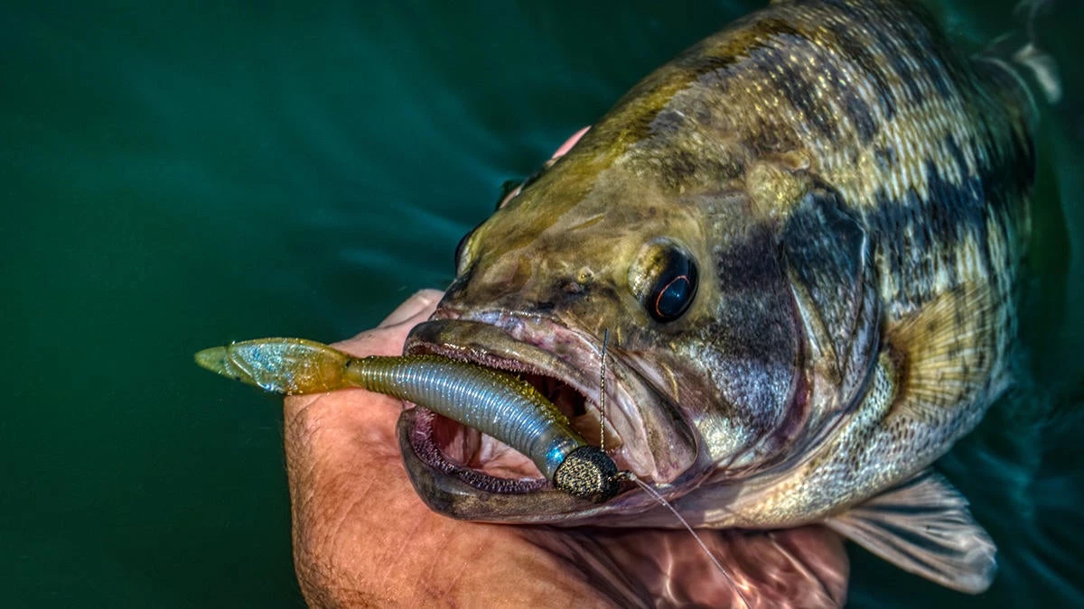 Bass fish biting on a ned rig