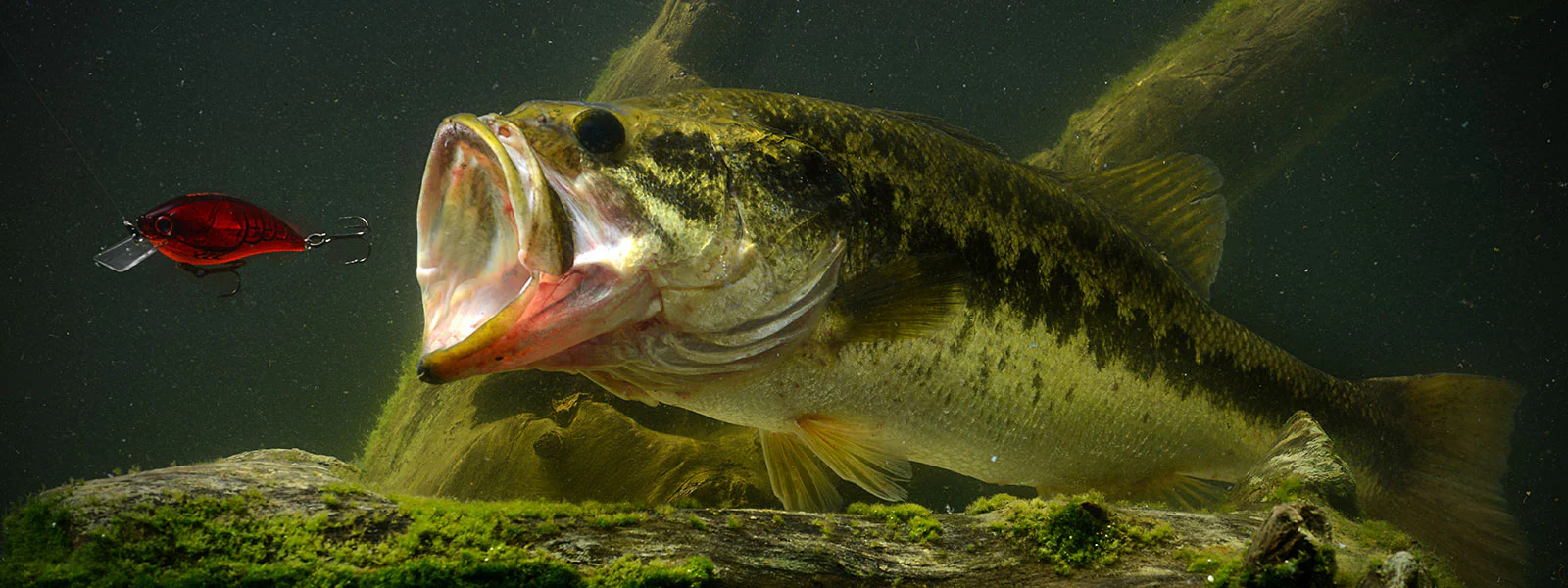 Largemouth bass fish about to swallow a red crankbait luer underwater view