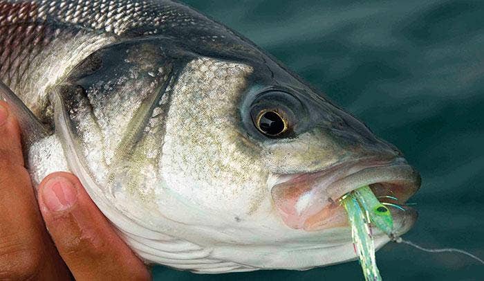 Sea Bass Lures: Pro Tips on Choosing Sea Bass Baits! 2024