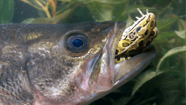 Underwater view of bass eating on a spotted frog