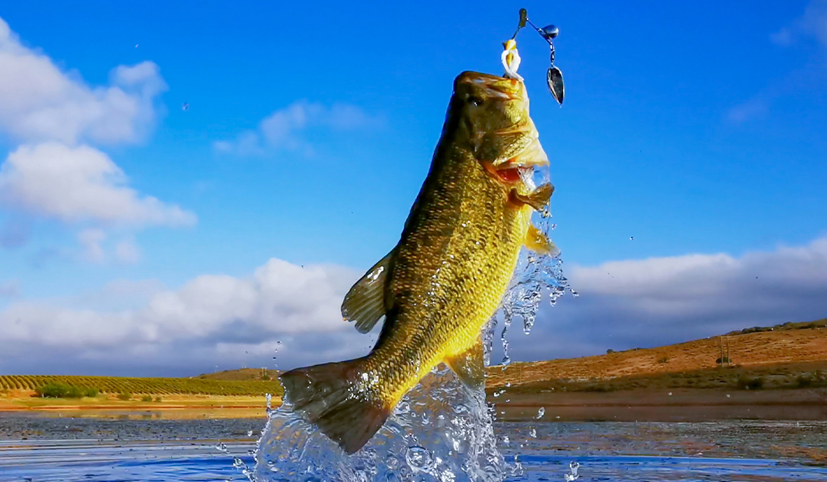 Large bass fish on hook being pulled out of water