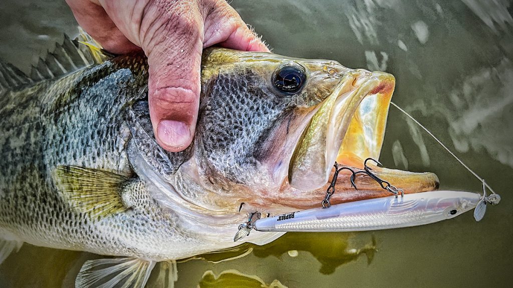 Bass Fishing Lines and How to Choose One
