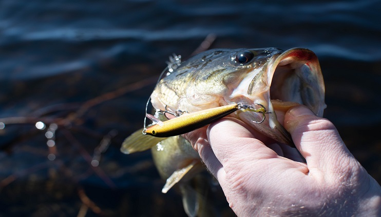Hand holding Largemouth bass with fake fishing lure and hook in mouth