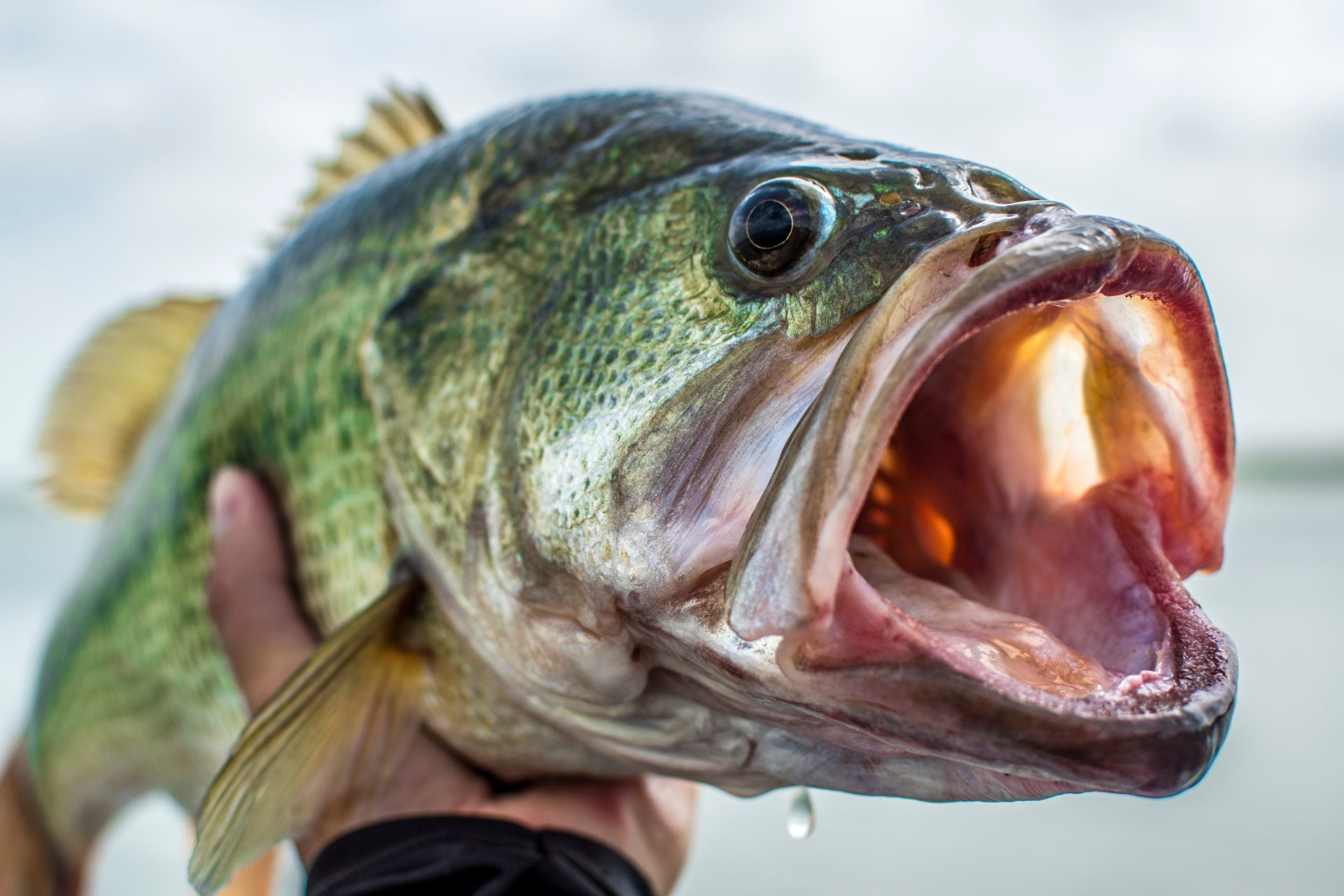 Large Mouth Bass 3 Rod Holder 