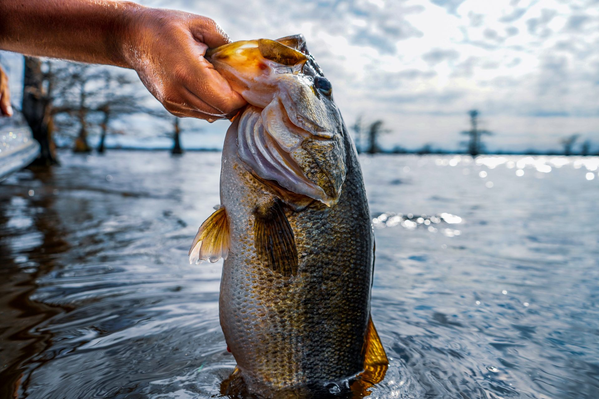 Bass Fishing Rig Tips & Techniques for Hack Attack Punching with