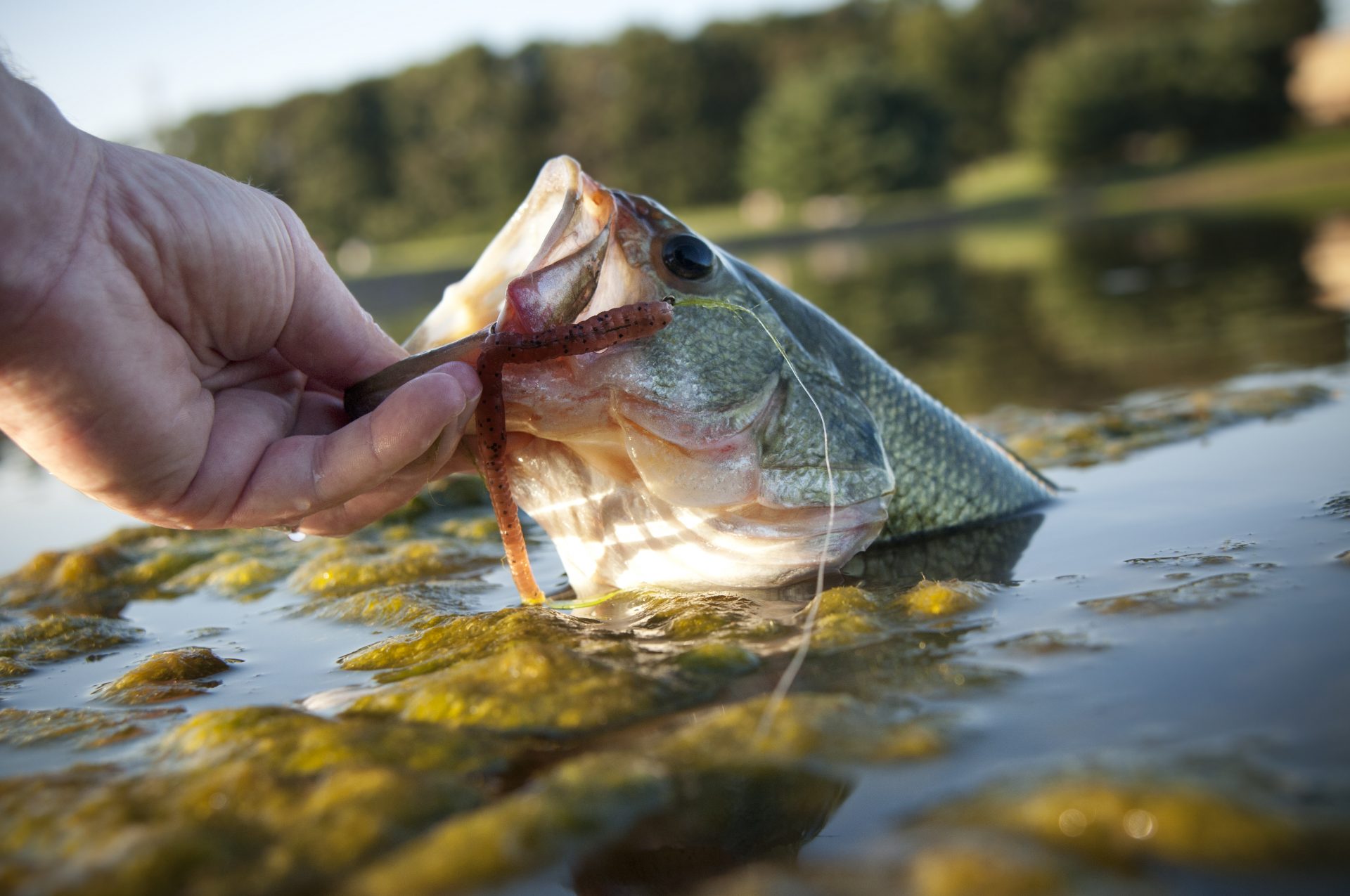 Local fishing ponds to be stocked with lunkers