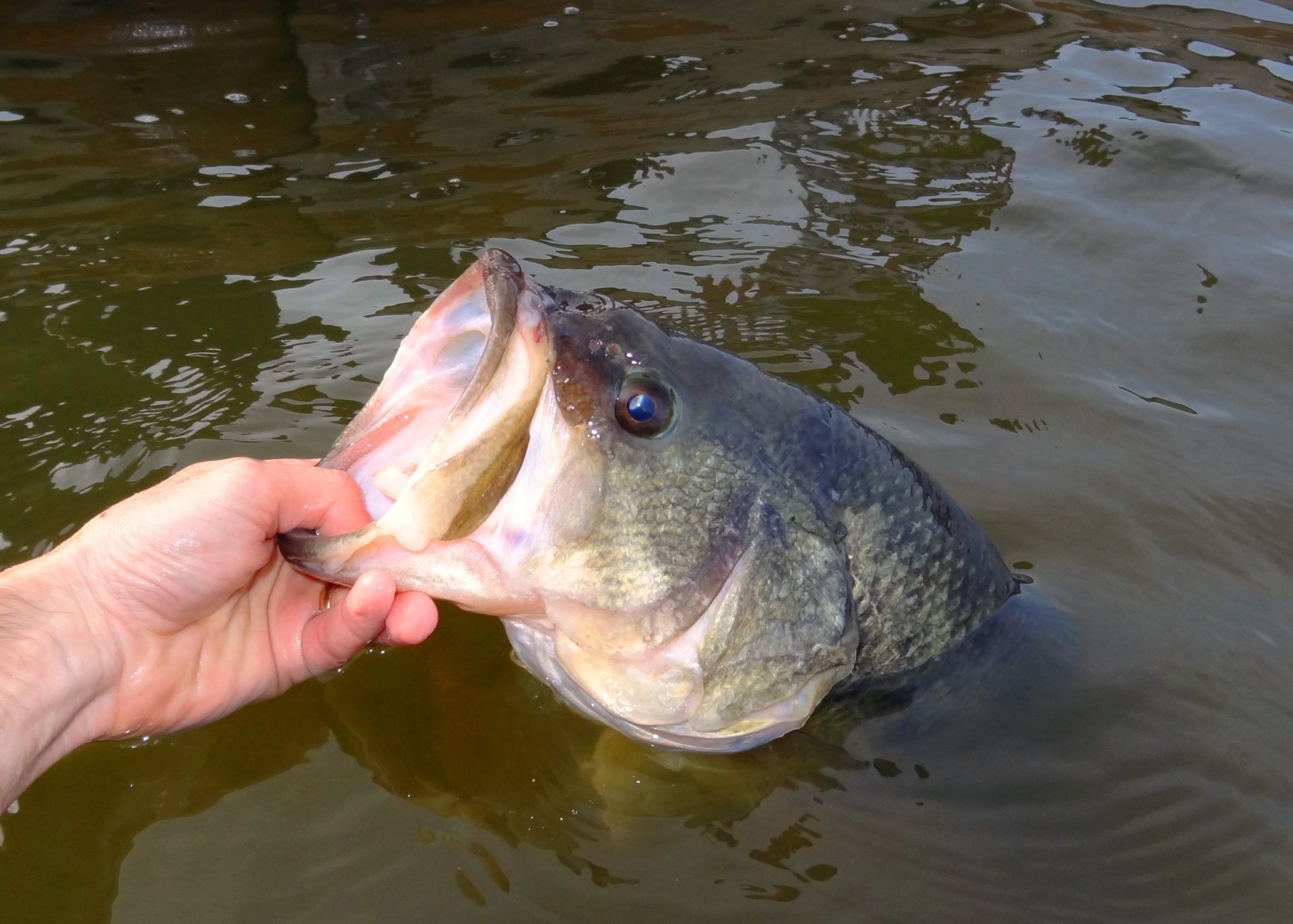 largemouth bass world record