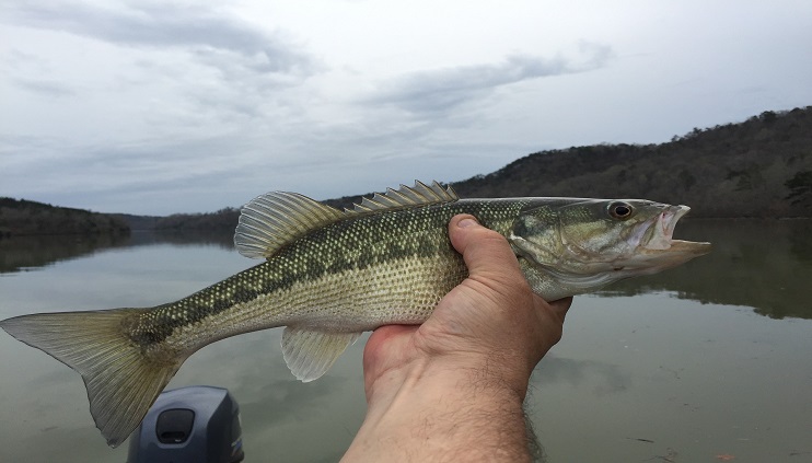 Person holding out a spotted bass while standing on a boat on a river