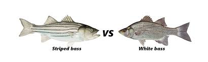 Striped bass vs white bass