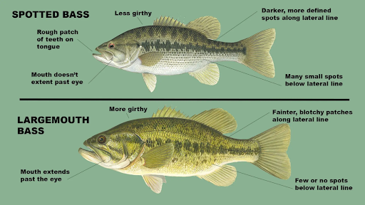 Spotted Bass VS Largemouth Bass