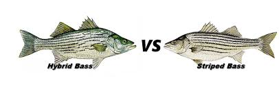 Hybrid Bass vs striped bass