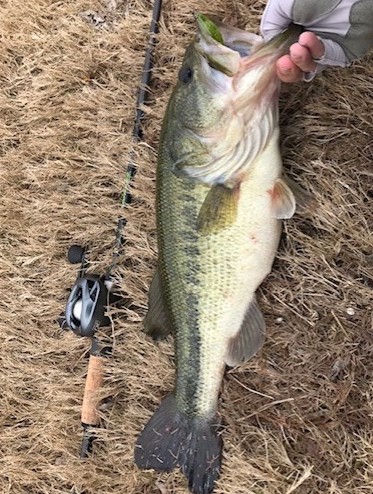Large Bass fish laid next to a fishing reel and rod