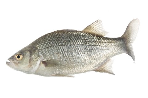 White Bass (Morone Chyrsops)