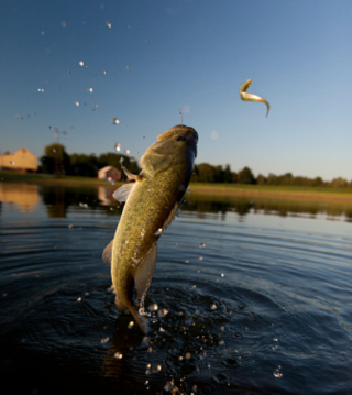 Bass fishing on hook being reeled out of water splashing beads of lake water and causing ripples in lake