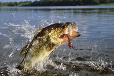 hooked-fish-jumping-out-of-water