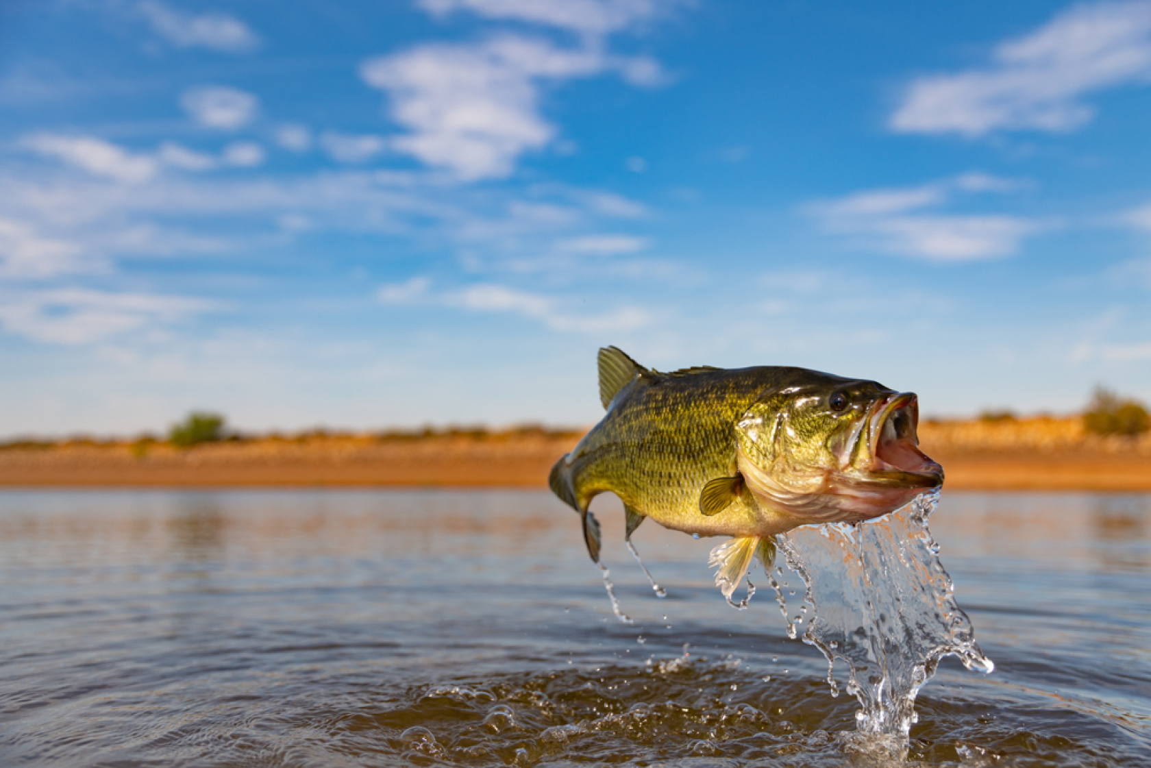 Check out the top 5 bass fishing records in Florida.