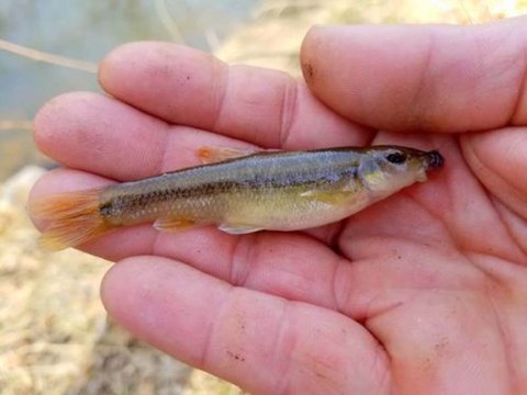 bass-fishing--minnow