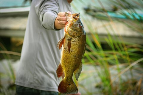 Man holding a bass fish