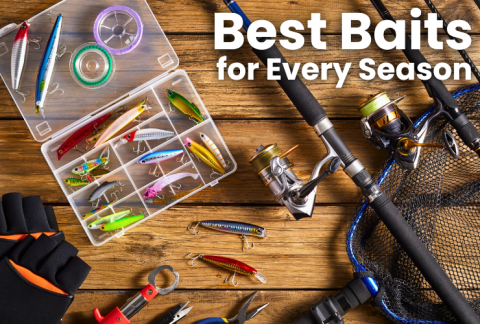 Best bass fishing baits for every season