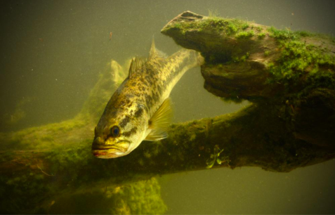 Largemouth Bass in Deep Water.