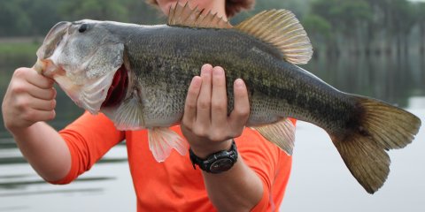 A man holding a big bass fish