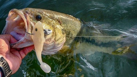 Close up of Bass fish partially held out of lake water with hook and fake bait in mouth