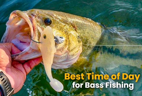 best-time-of-day-for-bass-fishing