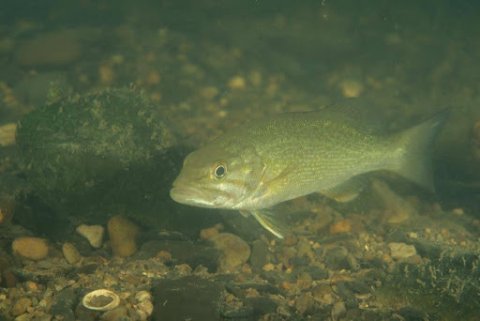 Spotted Bass in the River.