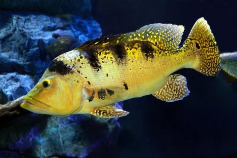 The image of peacock bass in water.