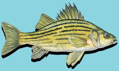 An Illustration of Yellow Bass