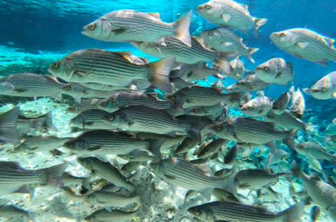 A School of Hybrid Striped Bass.