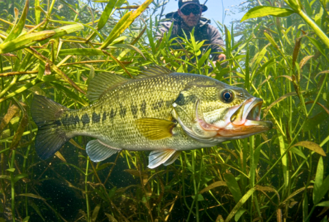 How to catch a largemouth bass in cover - seasonal tups