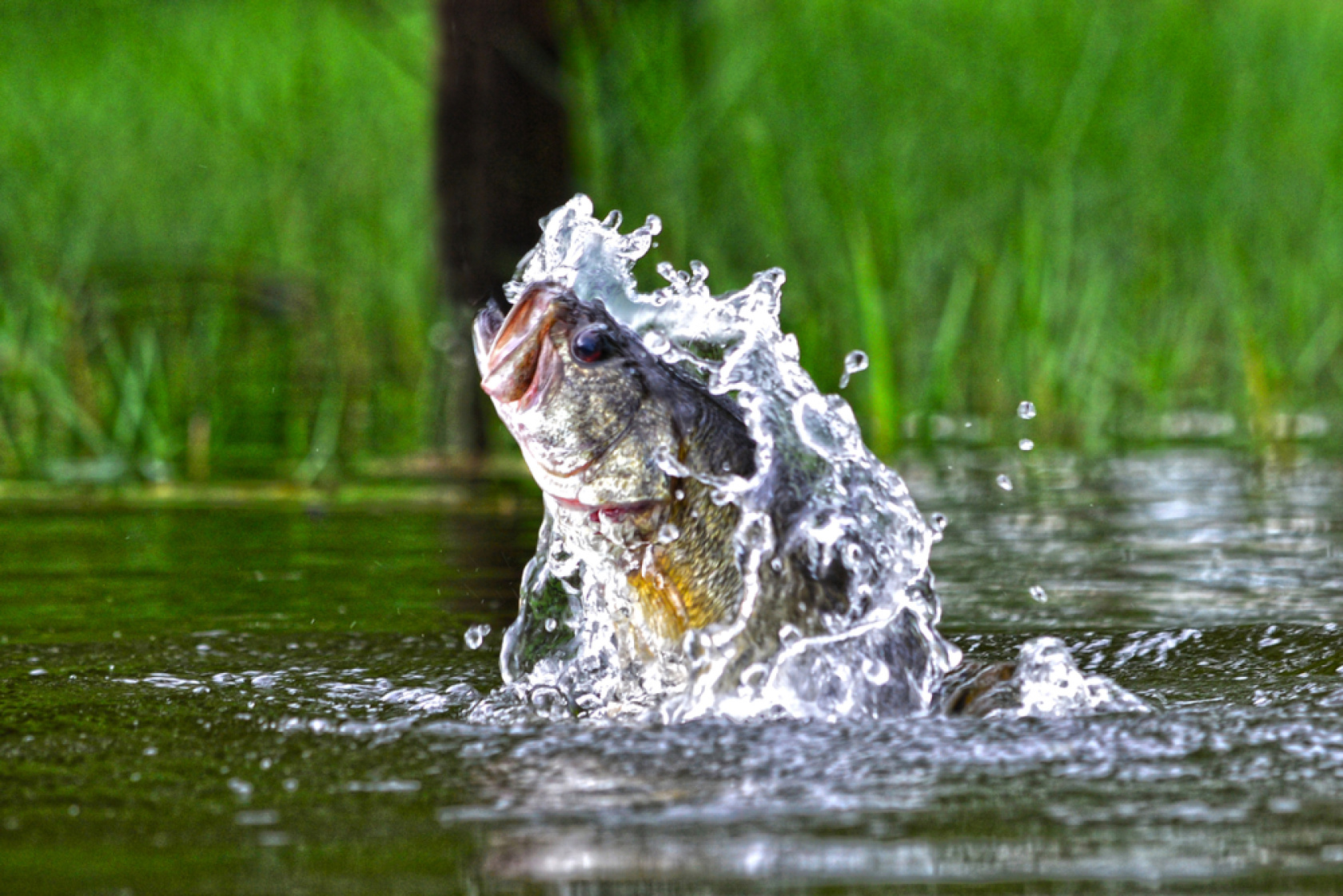 Here are the top 5 bass fishing records in Florida.