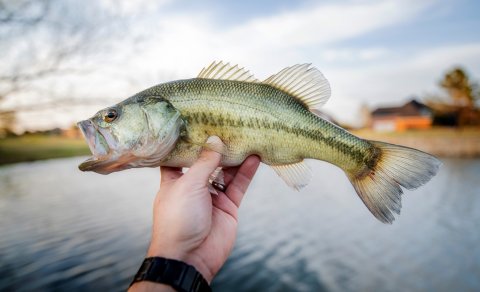 Largemouth Bass Anatomy
