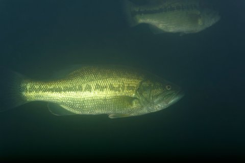 murkybass