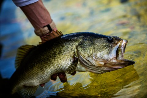 Man holding a bass fish