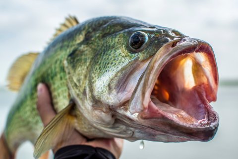 A vast Largemouth Bass