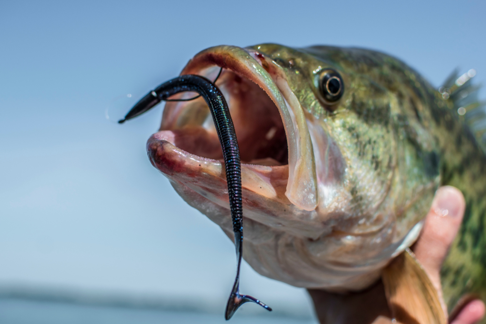 Catch bass with the help of bass fishing apps.