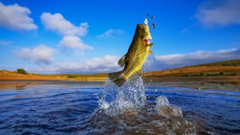 bass fishing records in kansas