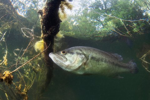 Largemouth bass underwater