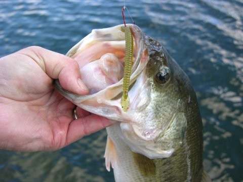 How to Rig a Worm for Bass: Largemouth Bass Caught on a Drop-Shot Rig