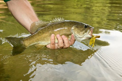 Fishing Roadbeds for Bass: Fisherman Holding a Bass Fish