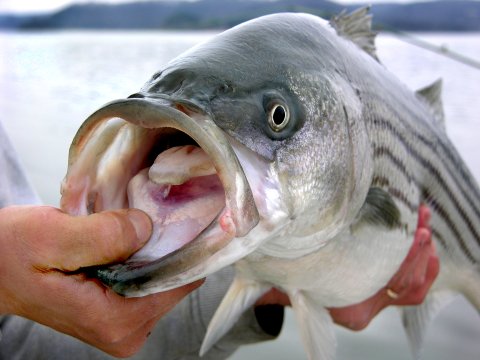 stripped-bass