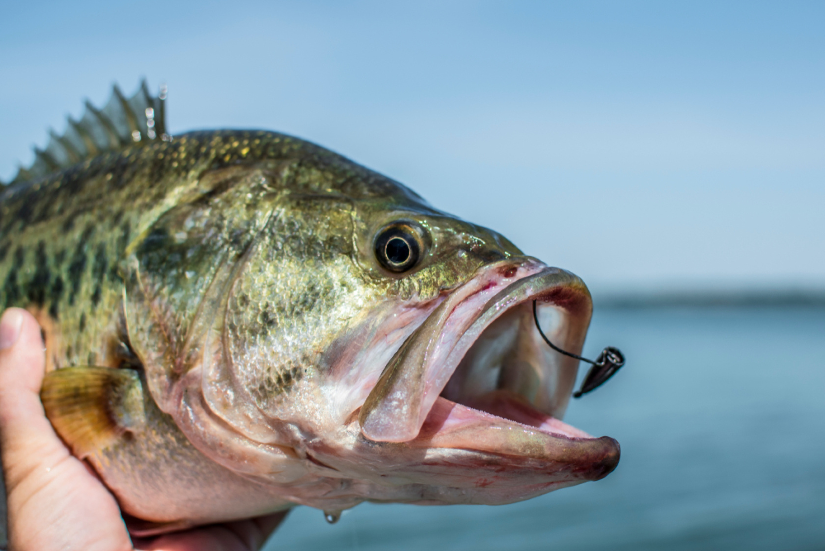 Here are the top 7 Texas bass fishing records.