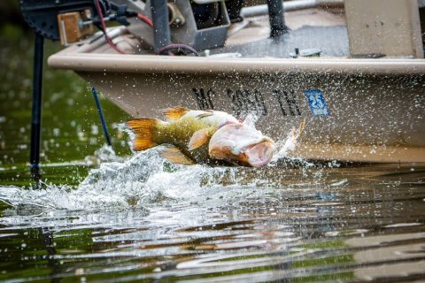 Largemouth bass jumping out of the water.
