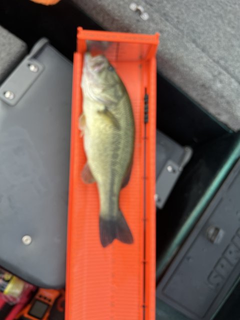 Joseph Sims Story Catch